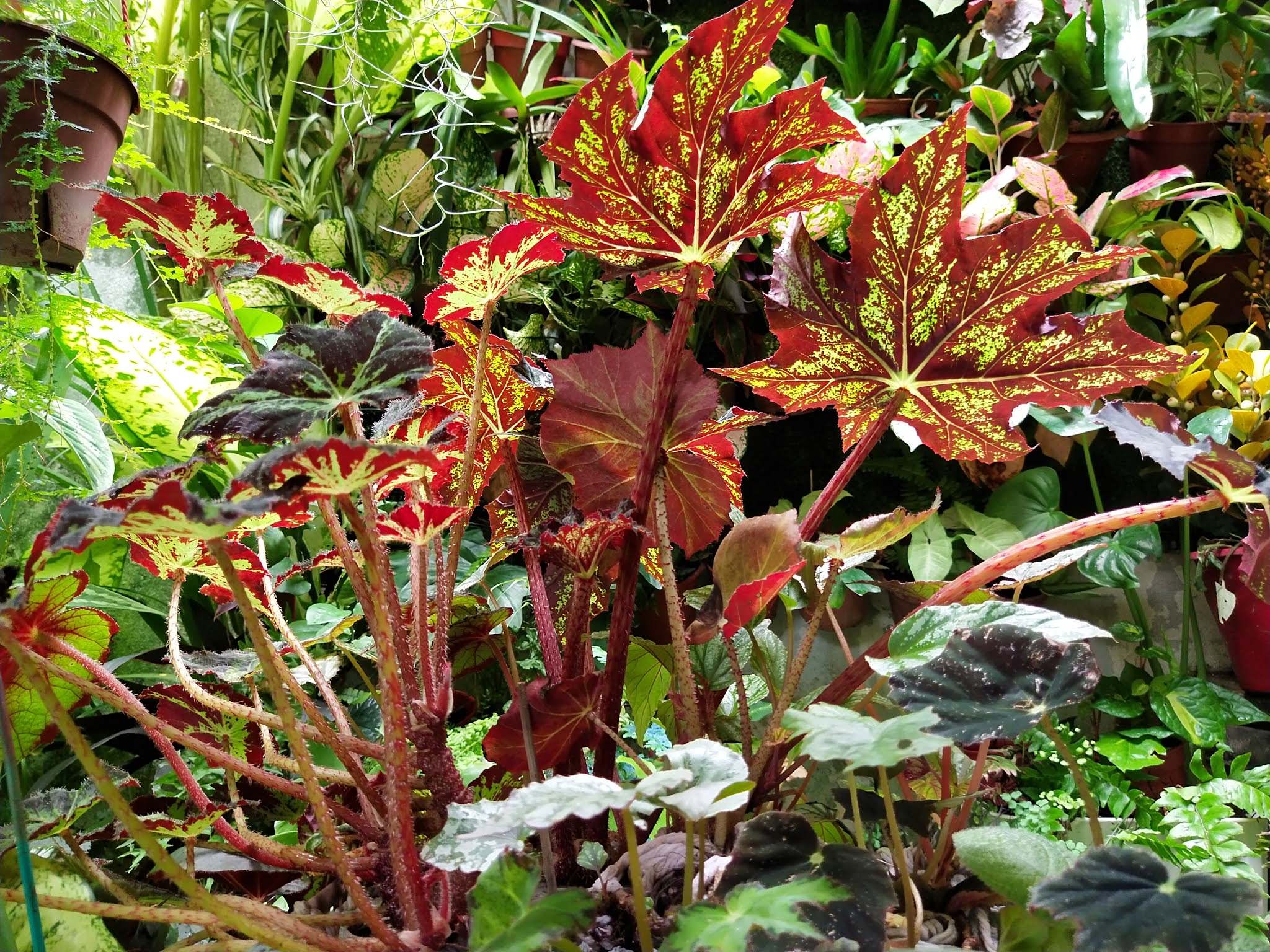 Garden Chronicles of James David Star Begonia / Begonia heracleifolia