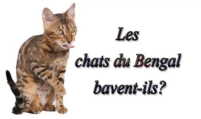 chat du Bengal