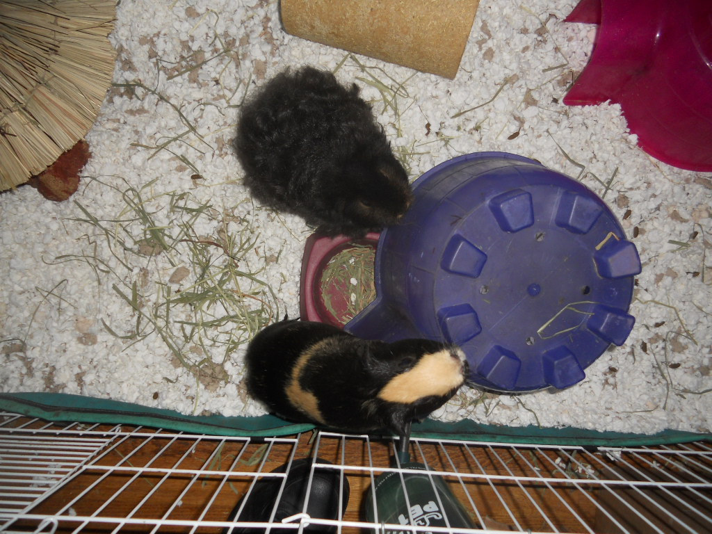 Cavy Savvy A Guinea Pig Blog Review of Carefresh Ultra Pet Bedding