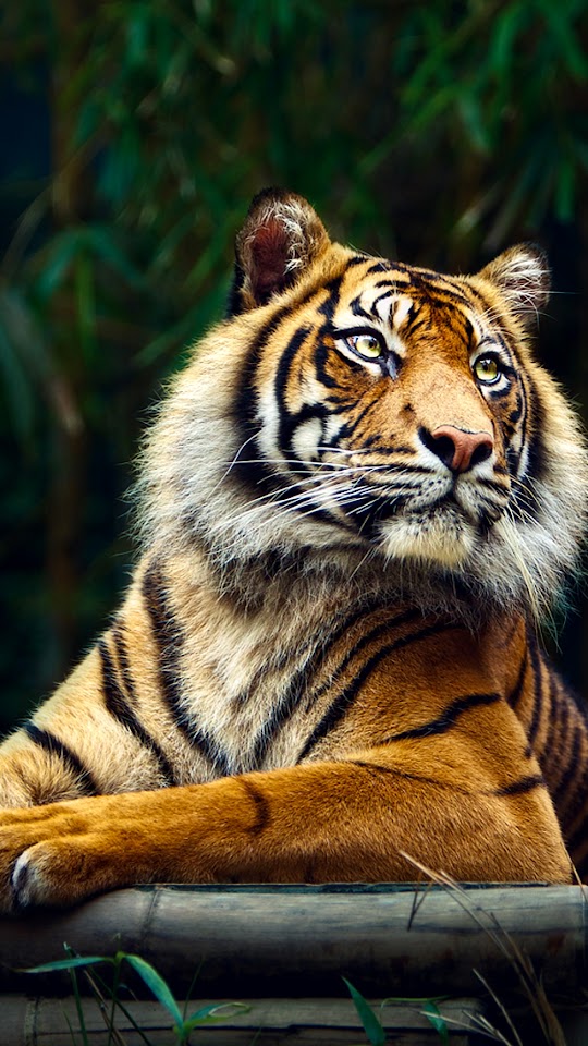 Siberian Tiger  Android Best Wallpaper