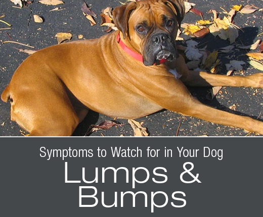 Symptoms to Watch for in Your Dog: Lumps & Bumps