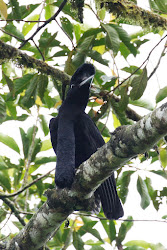 long wattled umbrella bird flying 4