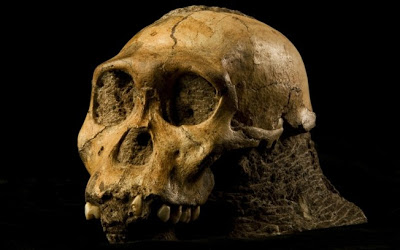 Australopithecus são os antepassados de onde surgiu os seres humanos