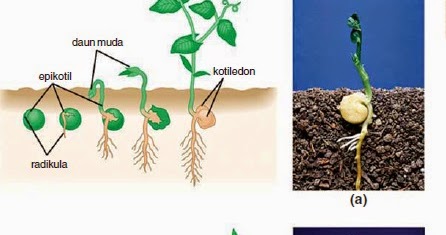 Perbedaan Perkecambahan Tumbuhan Dikotil dan Monokotil