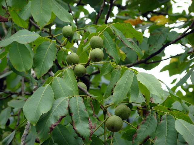 Walnut plant – Jugulans regia - Medicinal uses
