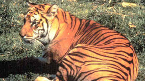 THE ANIMAL for JUST: Javan Tiger