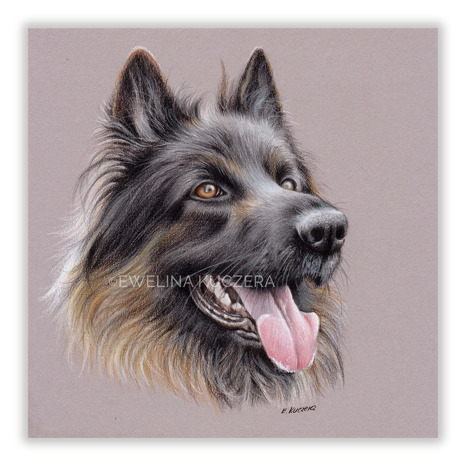 How to draw a dog with colored pencils a step by step tutorial