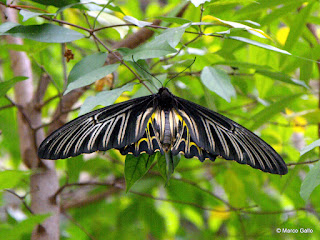 JARDÍN DE MARIPOSAS, BANGKOK. TAILANDIA 