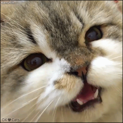 Funny Cat GIF • Close up on 'Kenshin' the chirping cat: he's so gorgeous and so cute [cat-gifs.com]