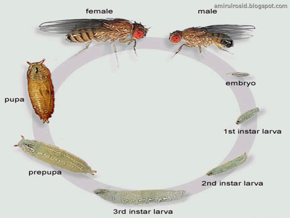 44 Metamorfosis Lalat Buah