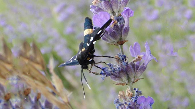 Faune Flore d'Ul Le Sphinx du pissenlitAmata phegea