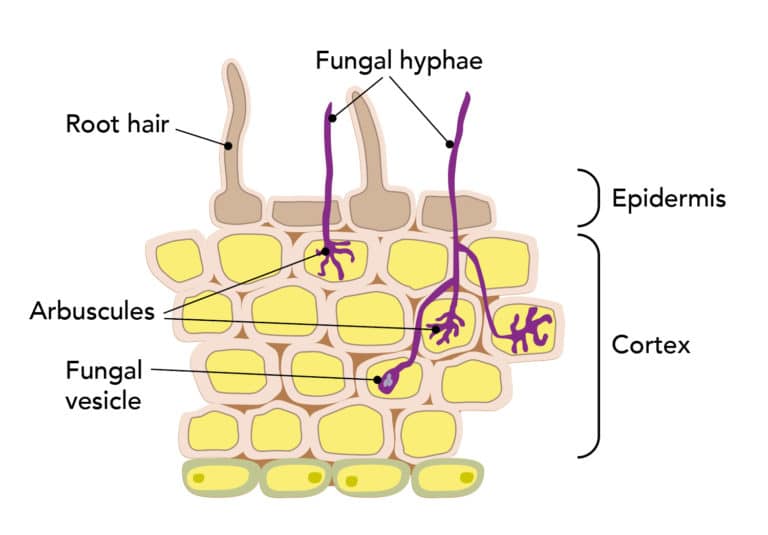 Earth's & Natural Networking EndoMycorrhizae VAM (What is it ?)