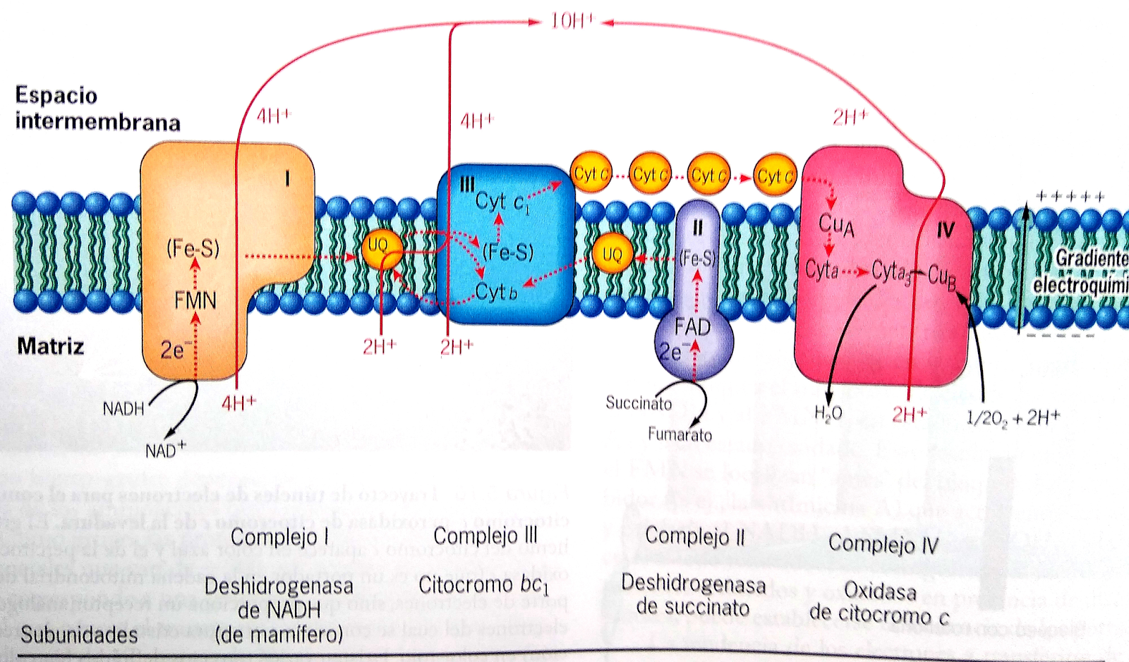 Actuaciencia La mitocondria es la central energética de la célula Actuaciencia La mitocondria es la central energética de la célula