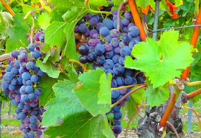Clima quente é diferencial para cultivo da uva no Vale do Jequitinhonha