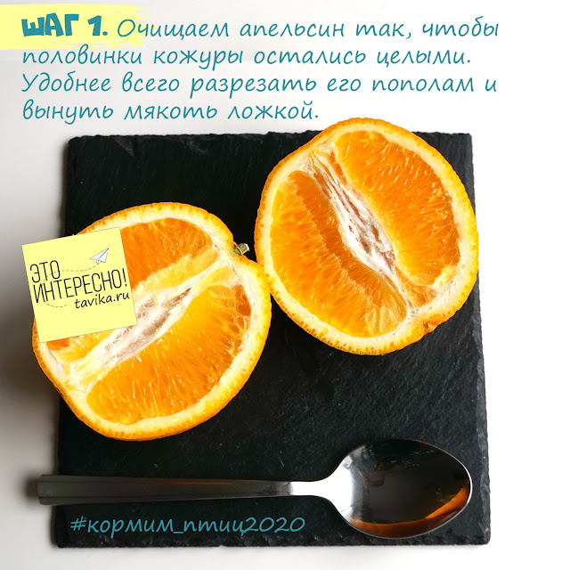 кормушка из апельсиновой кожуры