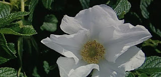Japanese Rose Rosa Rugosa 'Alba'