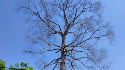 Pohon "Kemenyan" Berusia 150 Tahun di Purwasari di Tebas Damkar 