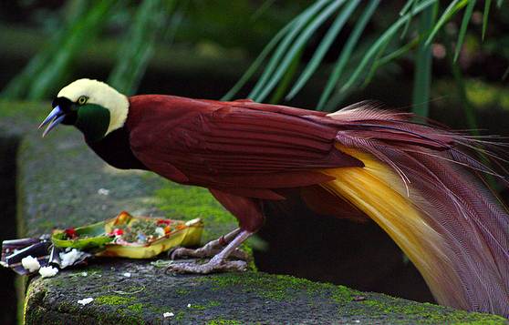 10 Jenis Burung Terindah Dan Terkenal Di Indonesia Merawat
