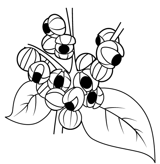Desenho de guaraná para colorir, pintar, imprimir!