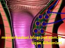 menier sendromu hemoroid basur mayasil