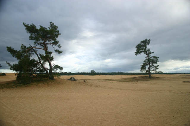 Nationale Park De Hoge Veluwe in Otterlo has a desert that is growing every year.