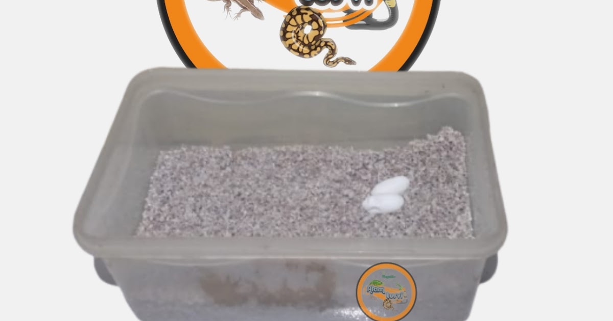 Cara Membuat Inkubator Penetasan Telur Leopard Gecko - alamlusvi.com