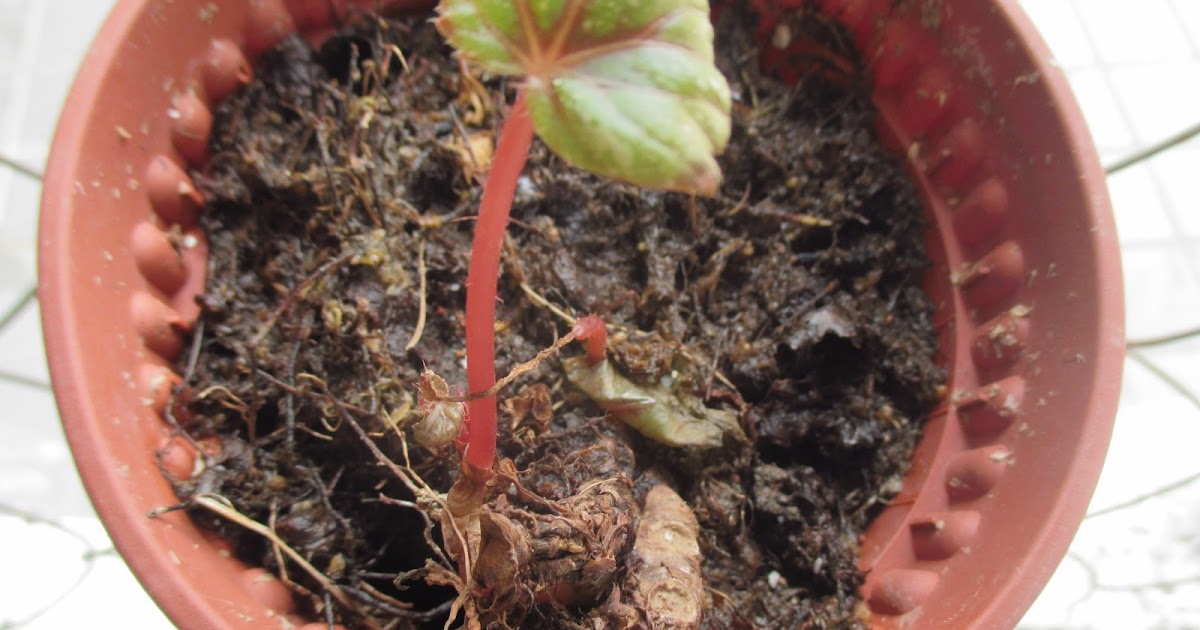 Garden Chronicles of James David How to Save my Begonia?