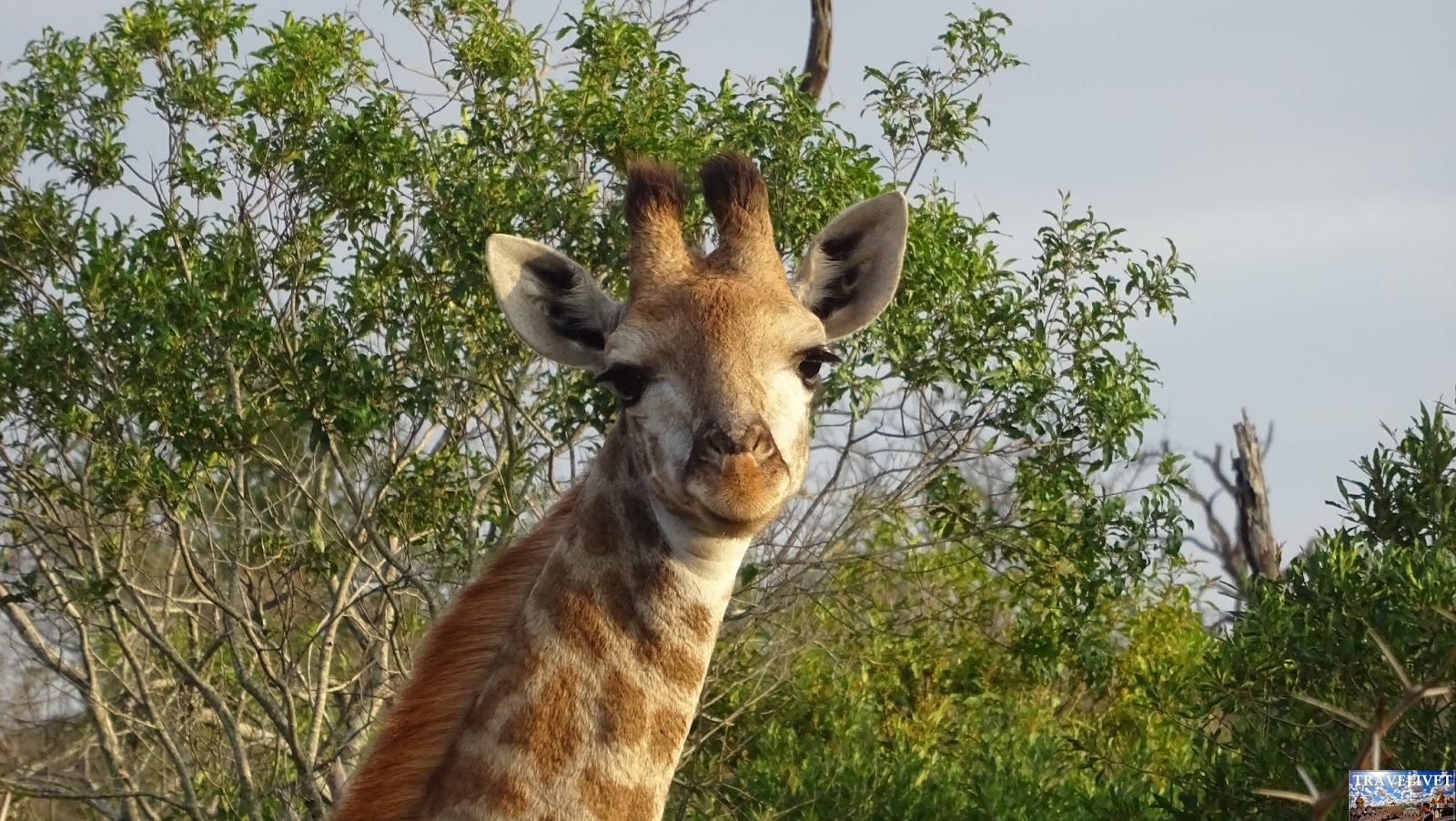 Safari Mkhaya Game Reserve du Swaziland Girafe