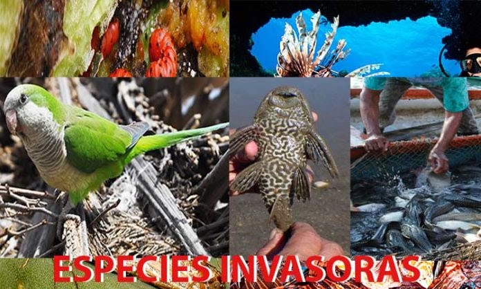 Especies Invasoras - Temas Medio Ambiente, Ecología y Sostenibilidad