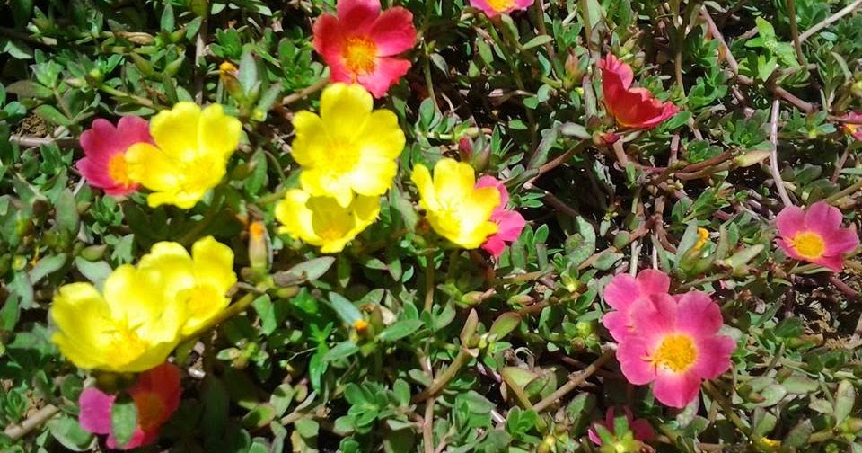 Motif Bunga Teratai Berwarna Putih Dengan Bunga Yang ...