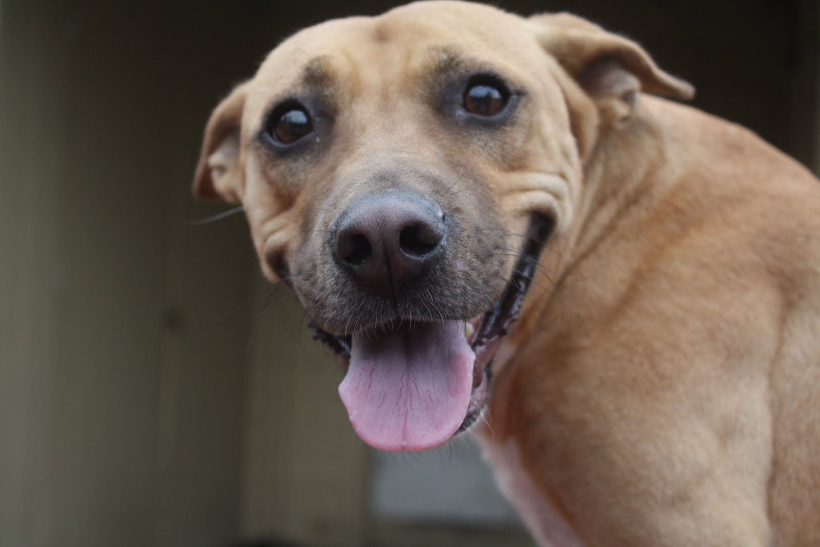 Houston Indie Dog Rescue: Moonpie, the Southern Belle, Black Mouth Cur Mix