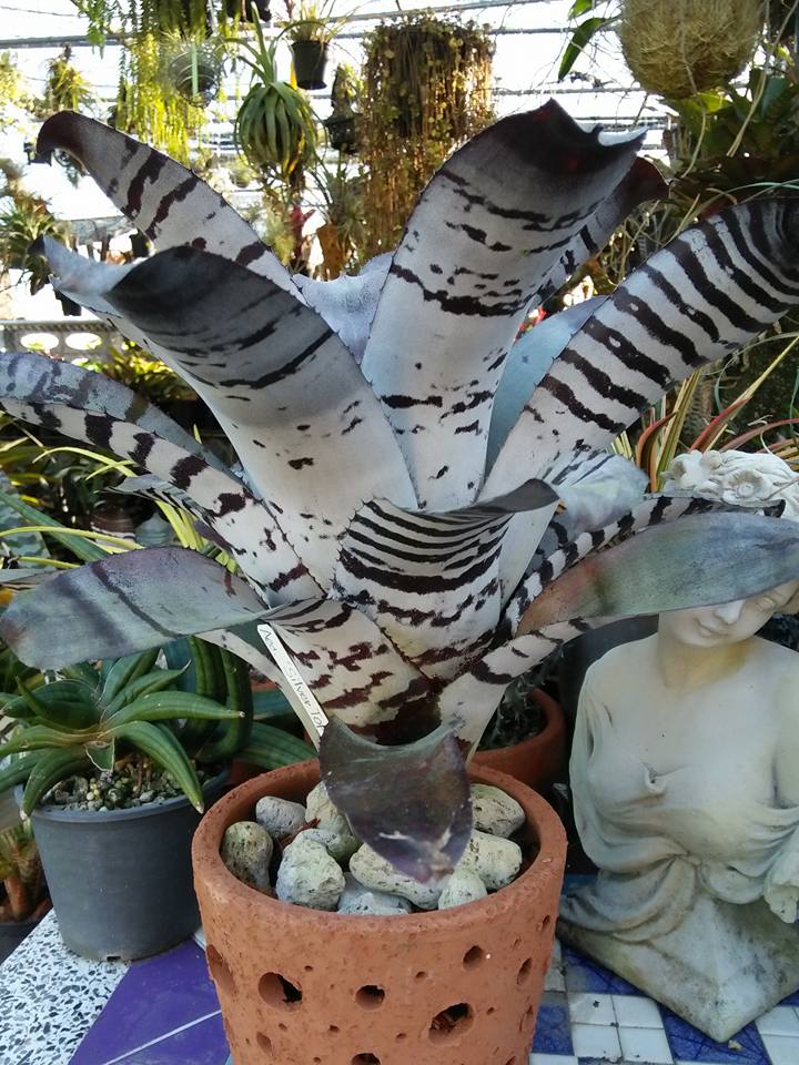 คนเล่นหนาม Dyckia Play Ground Aechmea chantinii Silver Top