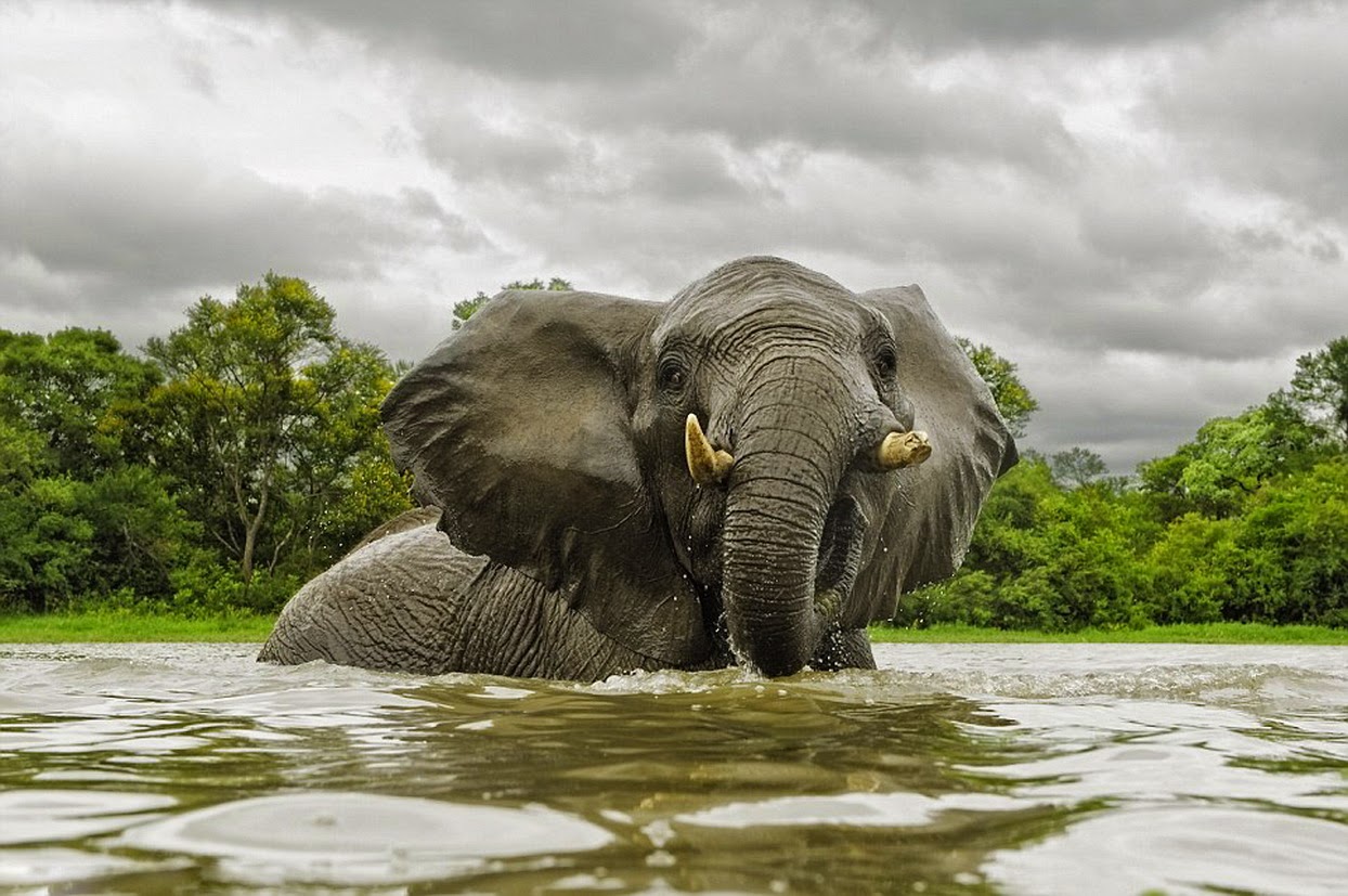 Elephant river. Слон. Слон плывет. Слон плавает. Слоны плавают.