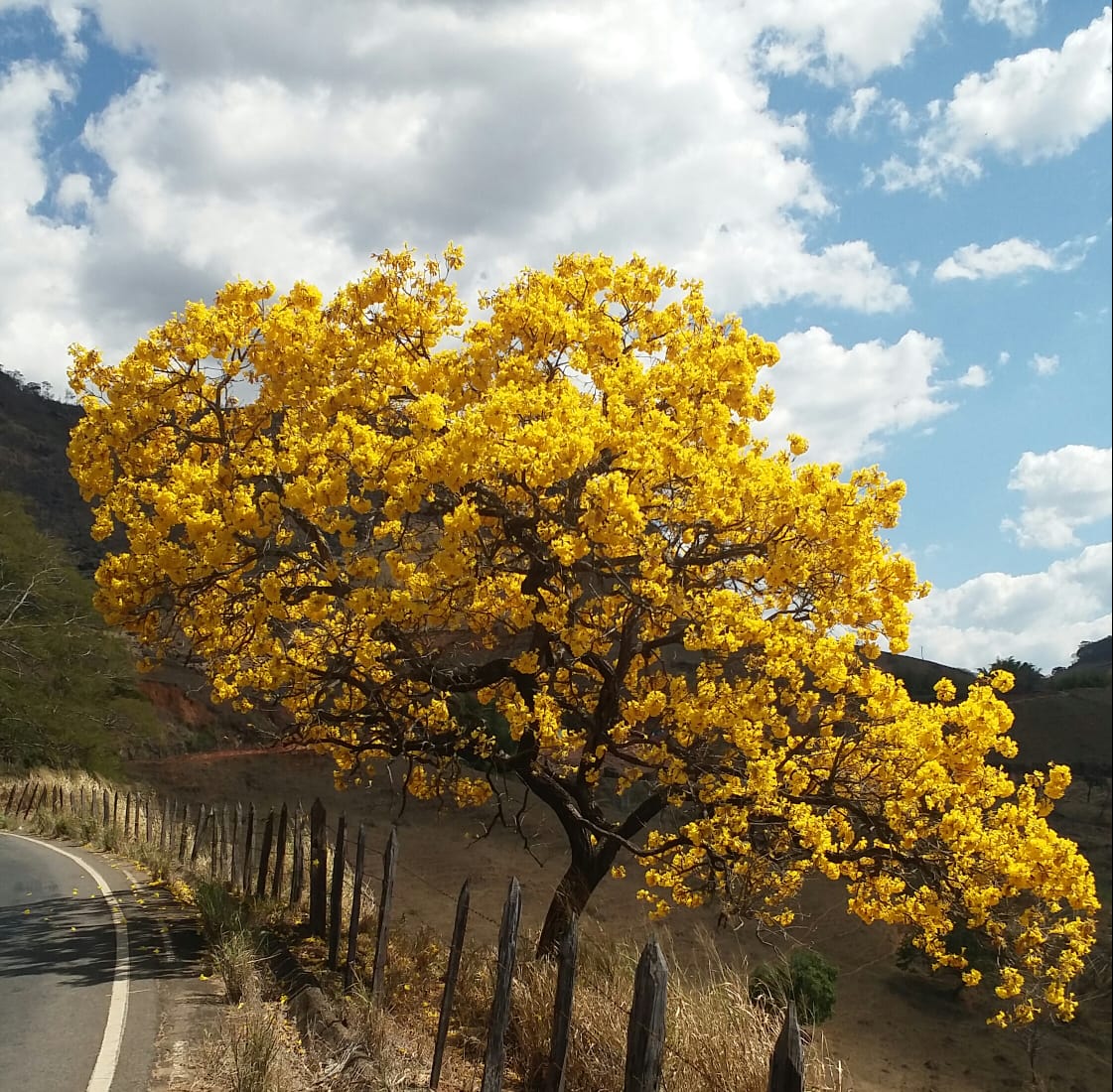 ÉoCombatente: Ypê Amarelo às margens da MGC 482 Carangola a Fervedouro com  sua imponente florada. Flor Símbolo Nacional mostra sua exuberância em  nossas paisagens naturais. Preserve-as