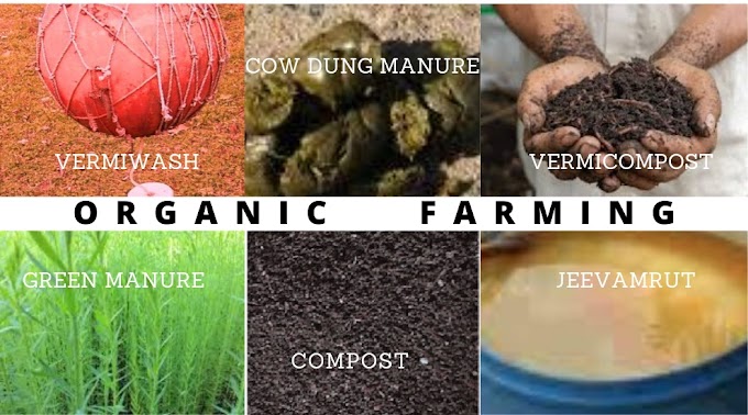 What Is Importance And Advantages Of Organic Farming?