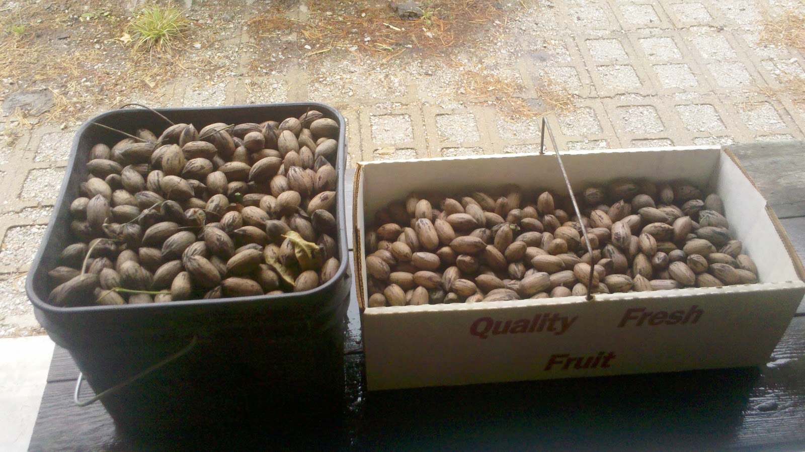 Observations in Agriculture Pecans from Illinois