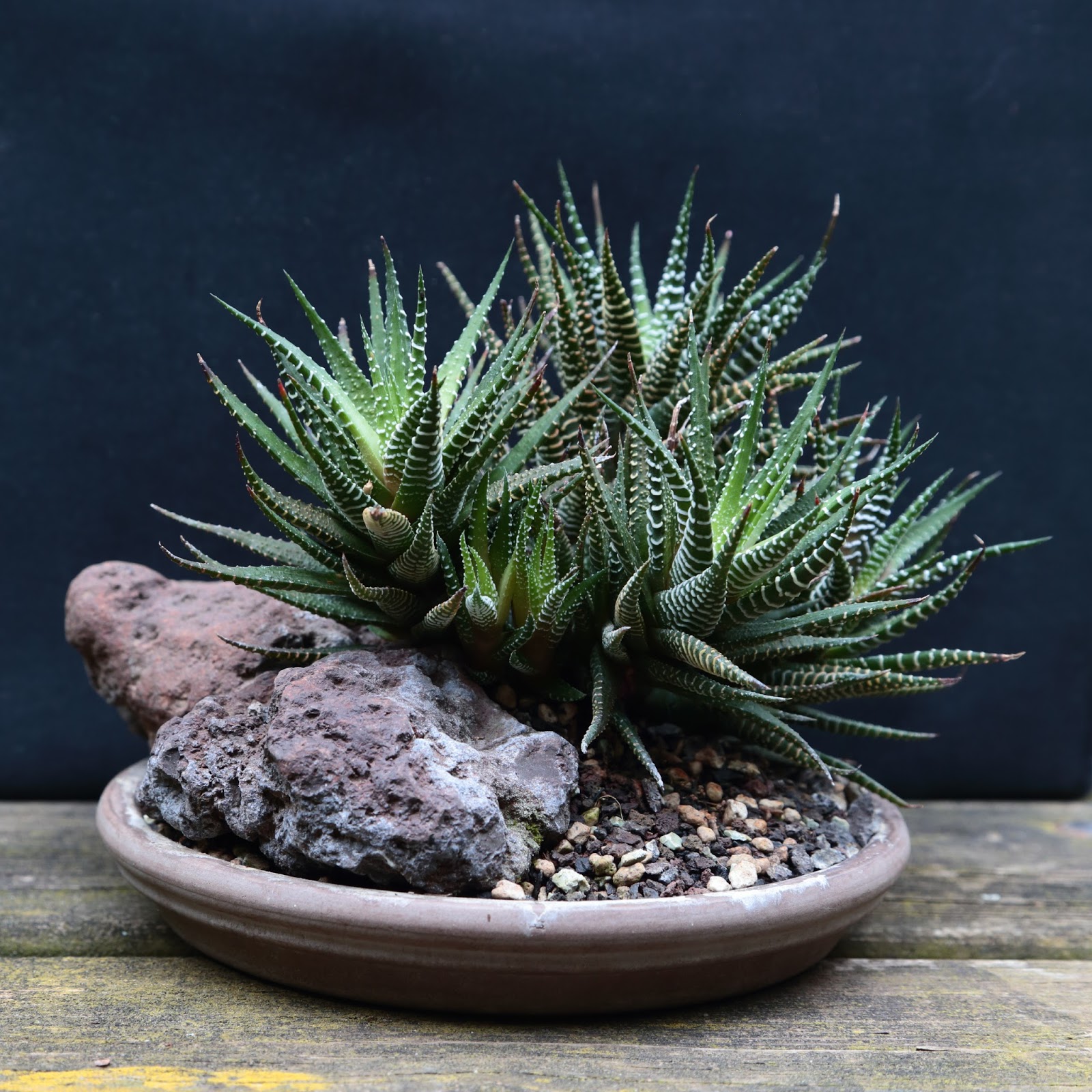my gardening archive zebra plant // haworthia