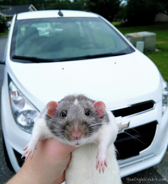 Vincent the Therapy Rat with the Ratmobile