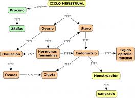 Mapa conceptual del ciclo menstrual