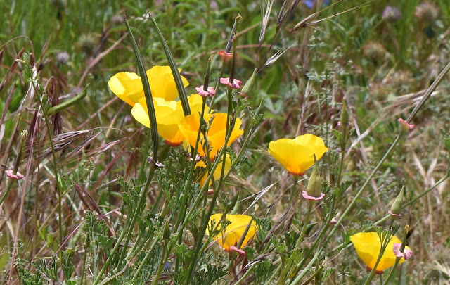 Annual poppy, also called Eschscholzia caespitosa, or California Poppy