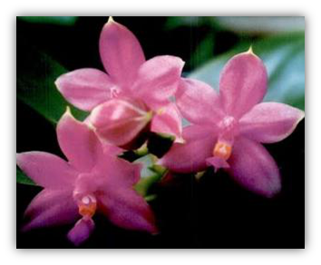 Kesempurnaan bunga | Bentuk mahkota bunga | Bunga simetri beraturan