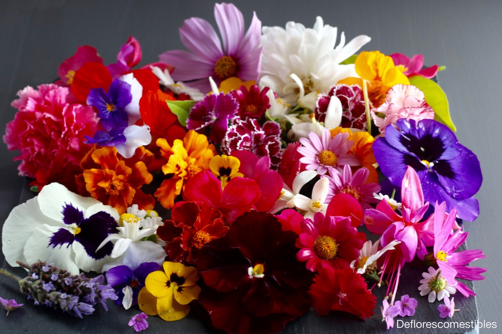 Listado de flores comestibles en mi jardín