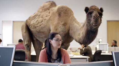 Geico Marine Insurance >> Hump Day Commercial by GEICO Insurance - Viral Video Geico Marine Insurance >> Hump Day Commercial by GEICO Insurance - Viral Video