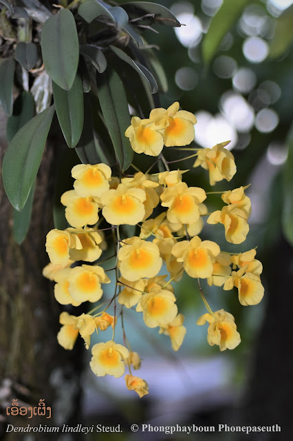 Dendrobium lindleyi