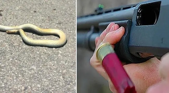 Yılanı öldürmek isterken çocukları yaraladı
