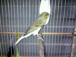 Kenari Lokal: gambar burung kenari