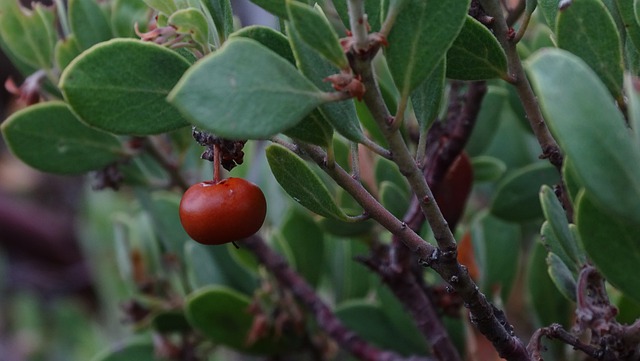 Las 9 plantas con propiedades medicinales tradicionales de México