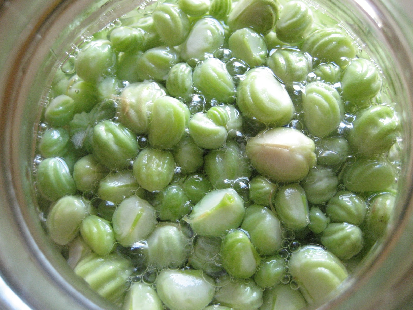 Homemade Trade Backyard Harvest Pickling Nasturtium Capers