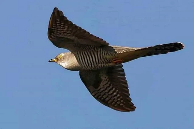 Der Kuckuck von Borrowdale – Märchen aus England Der Kuckuck von Borrowdale – Märchen aus England