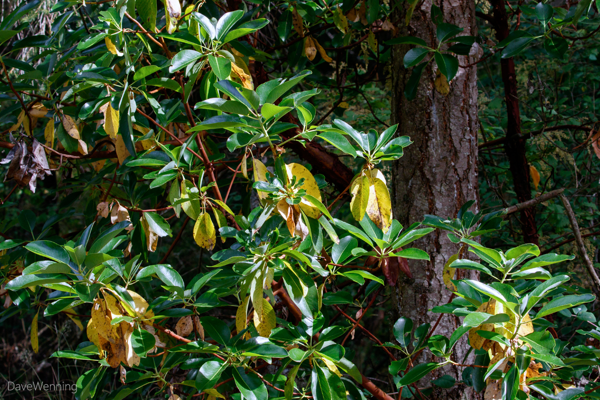 Tall Flowering Evergreen Shrubs